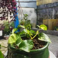 گل طبیعی|گل و گیاه طبیعی|رشت, دیانتی|دیوار