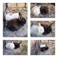 خرگوش|موش و خرگوش|شیراز, داریون|دیوار