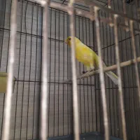 قناری نر شاداب|پرنده|تاکستان, |دیوار