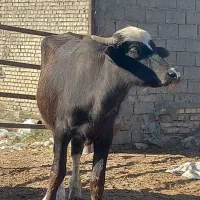 کار در گاوداری ۲۴ ساعته