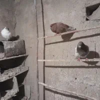 فروش کبوتران بلندپرواز وبازی کن شدید