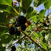 باغ-3000-متری-نوبران-فروش-فوری