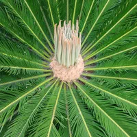 آقای پالم تهران همیشه سبز|گل و گیاه طبیعی|تهران, دربند|دیوار