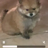 توله پامرانین|سگ|شاهینشهر, خانه کارگر|دیوار