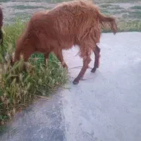 فروش بزغاله ماده