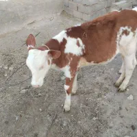 گوساله ماده