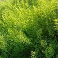 شوید|خوردنی و آشامیدنی|دلند, |دیوار