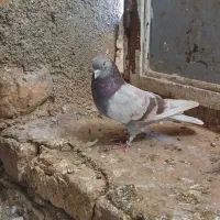 کفتر کبوتر|پرنده|کوهدشت, |دیوار