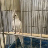 عروس هلندی جفت آلبینو البینو نروماده تازه جفت