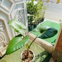 گل و گیاه طبیعی|گل و گیاه طبیعی|رودهن, |دیوار