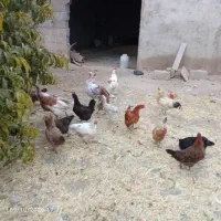 بوقلمون و مرغ