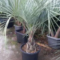 نخل فونیکس مجنون