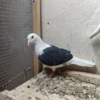 جفتگاه جوکی اغون خطی پولکی سارکاکلی گراف