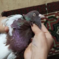 کبوتر|پرنده|آزادشهر, |دیوار