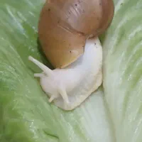 فروش حلزون آلبینو|خزنده|داراب, |دیوار