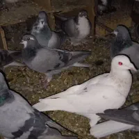 کبوتر پلاکی وبدرنگ دمگیر