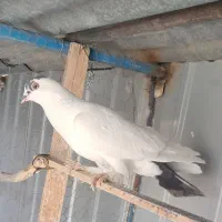 دمسیاه و طوقی