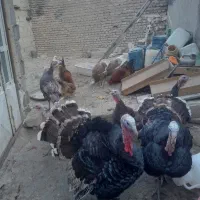 بوقلمون سیاه