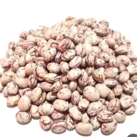 لوبیا چیتی خمین