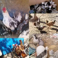 تخم مرغ نطفه دار گلین لری گلچین|حیوانات مزرعه|شاهین‌شهر, بنیاد ازدواج|دیوار