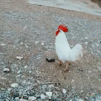 خروس|حیوانات مزرعه|چگنی, |دیوار