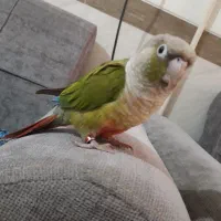 طوطی گرینچیگ