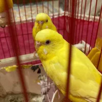 فرار مرغ عشق زرد