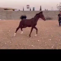 کره نریون آینده دار