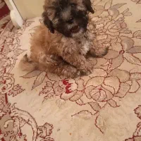 سگ پودل|سگ|شیراز, کوشک میدان|دیوار