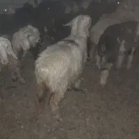بره