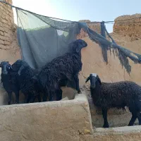 فروش بره نیم گوشت