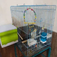 عروس هلندی