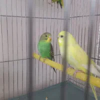 مرغ عشق کنگاور
