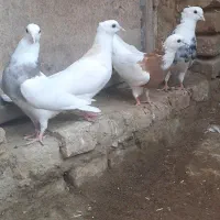 کفتر طوقی|پرنده|کبودرآهنگ, |دیوار