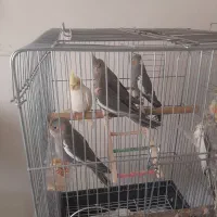 عروس هلندی|پرنده|اندیشه, اندیشه فاز ۲|دیوار