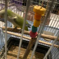 طوطی راهب نر ۱۴ ماهه سالم و رقاص|پرنده|تهران, سازمان برنامه جنوبی|دیوار