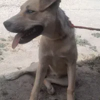 سگ نژاد هاسکی