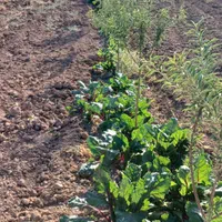 باغ ۵۰۰ متری درخت کاری شده|فروش زمین و ملک کلنگی|ساروق, |دیوار