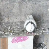 کبوتر طوقی|پرنده|عجب شیر, |دیوار