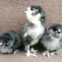جوجه مرندی یک هفته ای اصیل