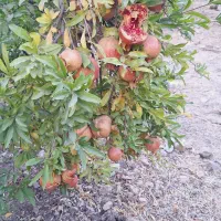 انارابدار وملس|خوردنی و آشامیدنی|جوانرود, |دیوار