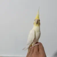 عروس هلندی نر|پرنده|مشهد, ایوان|دیوار