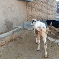 گوساله ماده