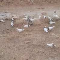 کبوتر طوقی