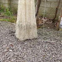 تعدادی سالی یا ماش تازه کارکرده سالم