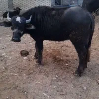 فروش گوساله ماده