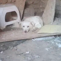 سگ پاکوتاه ماده