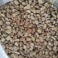 فروش باقله خشک