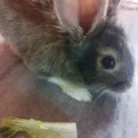 خرگوش خوشگل