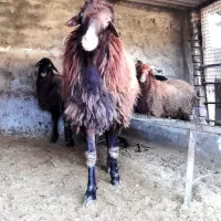 گوسفند پرورش نر تخمی|حیوانات مزرعه|بابل, |دیوار